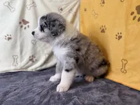 #6 - Blue, a male Australian Shepherd for sale in Seguin, TX – 3 of 6