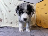 #4 - Purple, a male Australian Shepherd for sale in Seguin, TX – 4 of 6