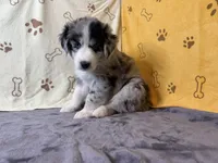 #4 - Purple, a male Australian Shepherd for sale in Seguin, TX – 5 of 6