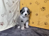 #3 - Red, a male Australian Shepherd for sale in Seguin, TX – 3 of 7