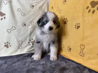 #3 - Red, a male Australian Shepherd for sale in Seguin, TX – 7 of 7