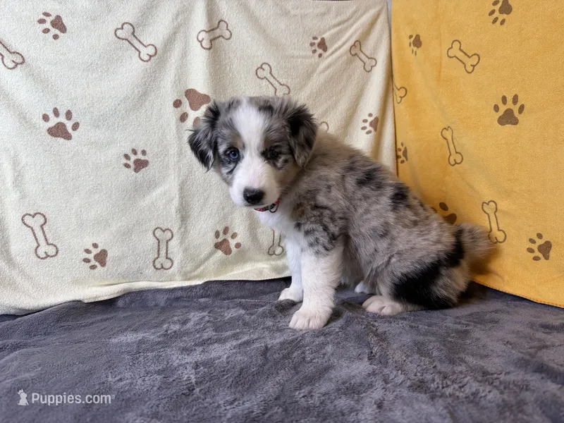 #1 - Pink  – Australian Shepherd puppy for sale in Seguin, TX