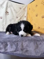 #5 - Green, a female Australian Shepherd for sale in Seguin, TX – 2 of 6