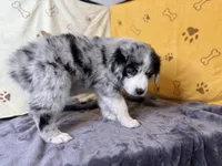 #4 - Purple, a male Australian Shepherd for sale in Seguin, TX – 2 of 6