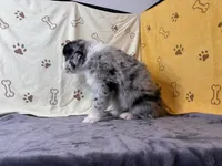 #4 - Purple, a male Australian Shepherd for sale in Seguin, TX – 6 of 6