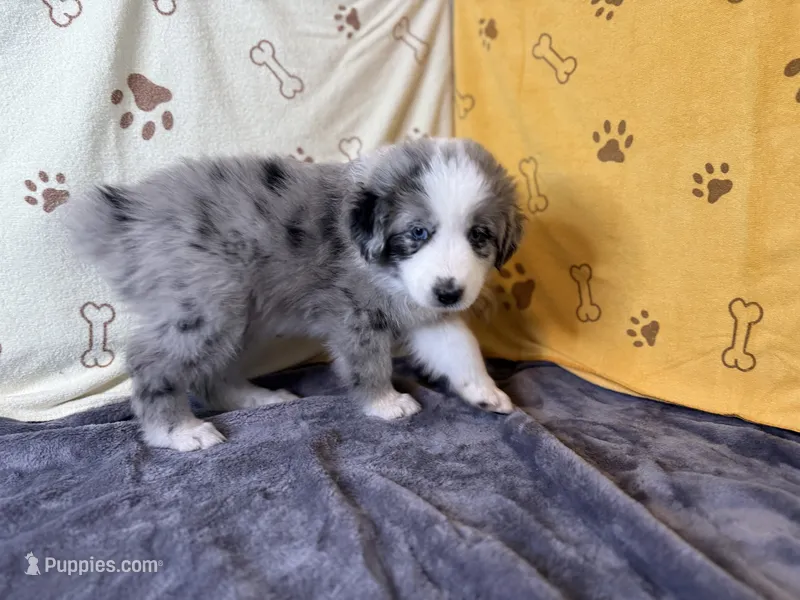 #3 - Red – Australian Shepherd puppy for sale in Seguin, TX