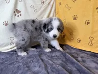 #3 - Red, a male Australian Shepherd for sale in Seguin, TX – 1 of 7