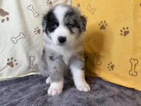 #6 - Blue, a male Australian Shepherd for sale in Seguin, TX – 6 of 6