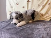 #1 - Pink , a female Australian Shepherd for sale in Seguin, TX – 2 of 6