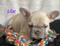Lilac , a female French Bulldog and Frenchton for sale in Hoodsport, WA – 3 of 8