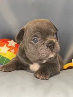 Luca Blue , a male French Bulldog and Frenchton for sale in Hoodsport, WA – 6 of 7