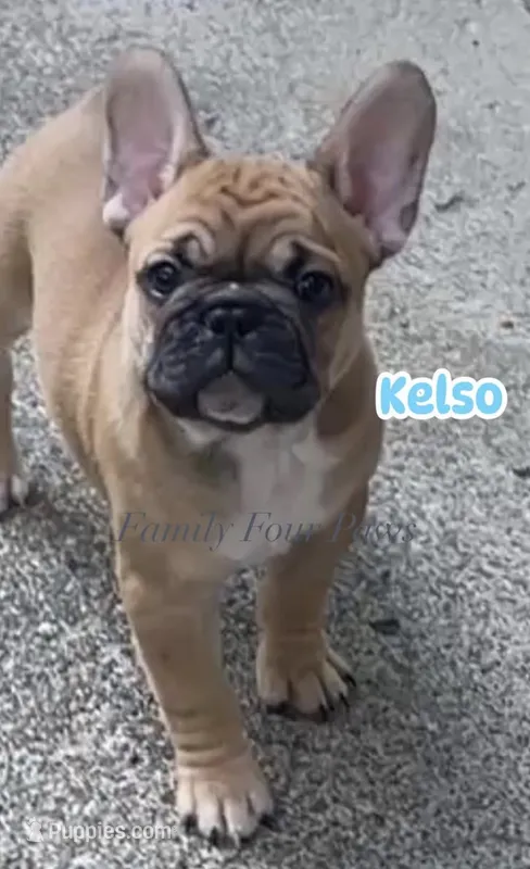 Kelso, a male French Bulldog and Frenchton for sale in Hoodsport, WA – 1 of 4