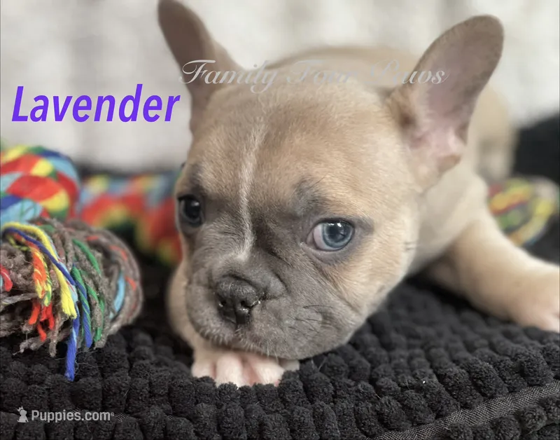 Lavender – French Bulldog, Frenchton puppy for sale in Hoodsport, WA