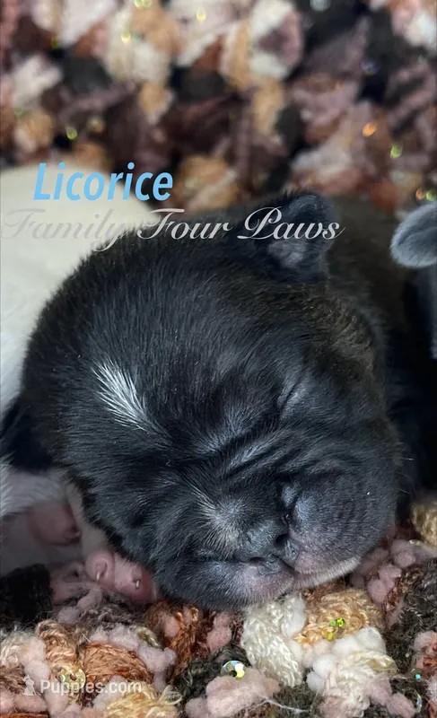 Licorice  – French Bulldog, Frenchton puppy for sale in Hoodsport, WA