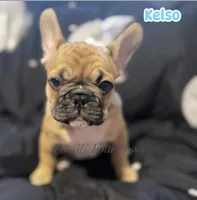 Kelso, a male French Bulldog and Frenchton for sale in Hoodsport, WA – 2 of 4