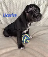 Licorice , a male French Bulldog and Frenchton for sale in Hoodsport, WA – 2 of 10