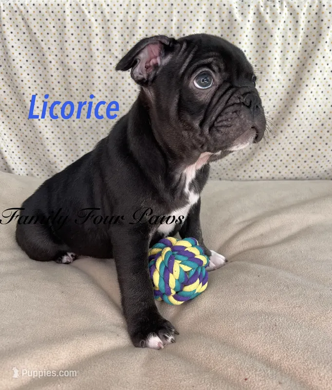 Licorice  – French Bulldog, Frenchton puppy for sale in Hoodsport, WA