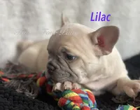 Lilac , a female French Bulldog and Frenchton for sale in Hoodsport, WA – 2 of 8