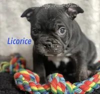 Licorice , a male French Bulldog and Frenchton for sale in Hoodsport, WA – 7 of 10