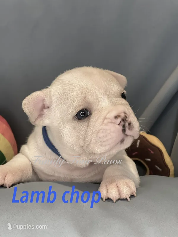 Lambchop – French Bulldog, Frenchton puppy for sale in Hoodsport, WA