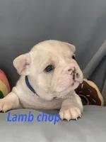 Lambchop, a male French Bulldog and Frenchton for sale in Hoodsport, WA – 1 of 3