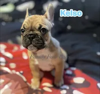 Kelso, a male French Bulldog and Frenchton for sale in Hoodsport, WA – 4 of 4