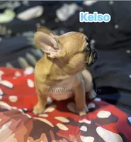 Kelso, a male French Bulldog and Frenchton for sale in Hoodsport, WA – 3 of 4