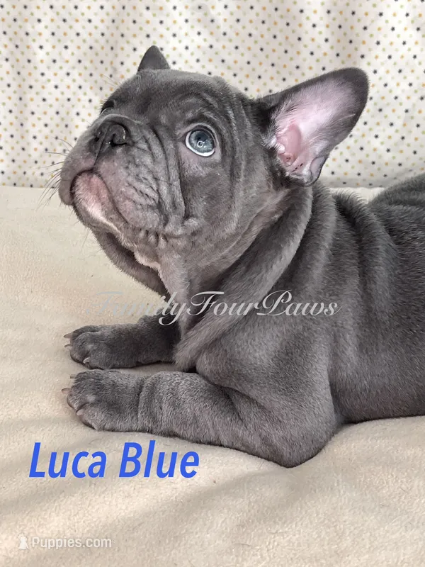 Luca Blue  – French Bulldog, Frenchton puppy for sale in Hoodsport, WA