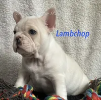 Lambchop, a male French Bulldog and Frenchton for sale in Hoodsport, WA – 4 of 8