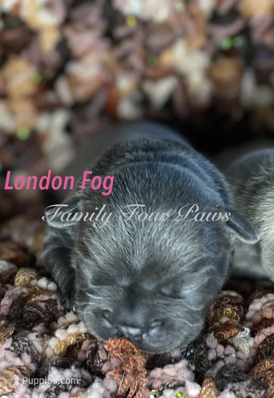 London Fog – French Bulldog, Frenchton puppy for sale in Hoodsport, WA