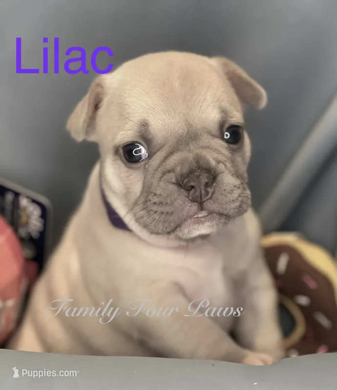 Lilac  – French Bulldog, Frenchton puppy for sale in Hoodsport, WA