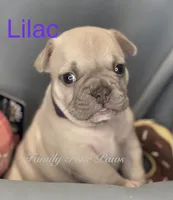 Lilac , a female French Bulldog and Frenchton for sale in Hoodsport, WA – 6 of 8