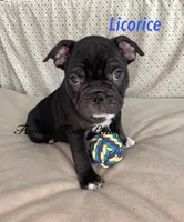 Licorice , a male French Bulldog and Frenchton for sale in Hoodsport, WA – 3 of 10