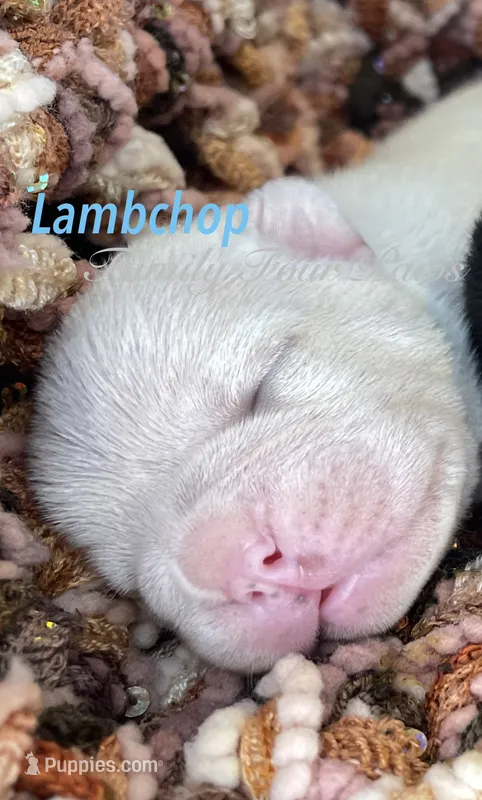 Lambchop – French Bulldog puppy for sale in Hoodsport, WA