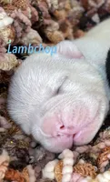 Lambchop, a male French Bulldog for sale in Hoodsport, WA – 1 of 2