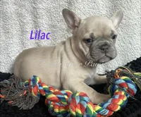 Lilac , a female French Bulldog and Frenchton for sale in Hoodsport, WA – 5 of 8