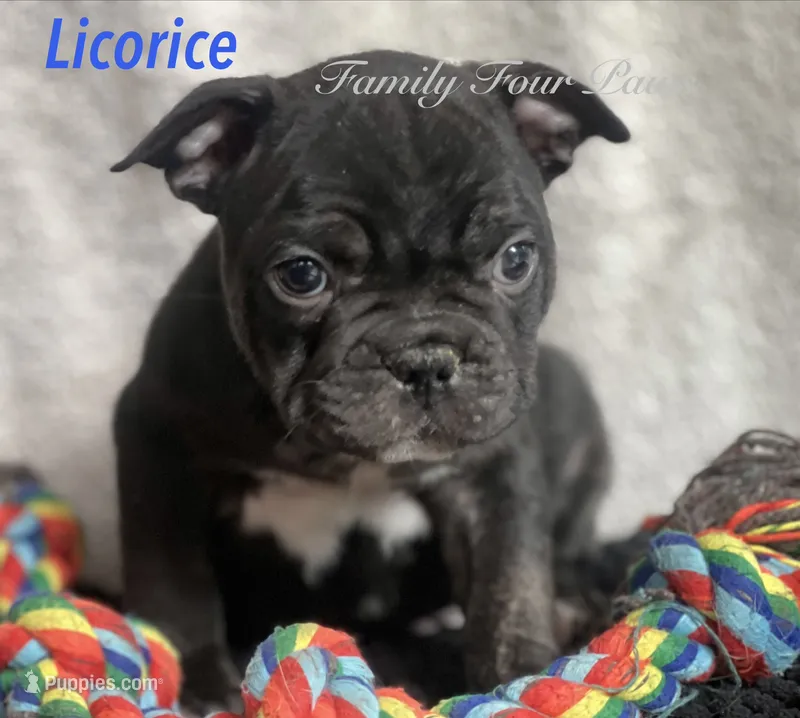 Licorice  – French Bulldog, Frenchton puppy for sale in Hoodsport, WA