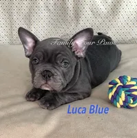 Luca Blue , a male French Bulldog and Frenchton for sale in Hoodsport, WA – 3 of 7