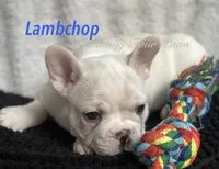 Lambchop, a male French Bulldog and Frenchton for sale in Hoodsport, WA – 2 of 8