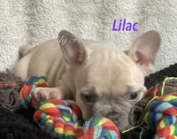 Lilac , a female French Bulldog and Frenchton for sale in Hoodsport, WA – 4 of 8
