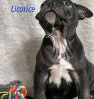 Licorice , a male French Bulldog and Frenchton for sale in Hoodsport, WA – 5 of 10