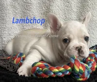 Lambchop, a male French Bulldog and Frenchton for sale in Hoodsport, WA – 5 of 8