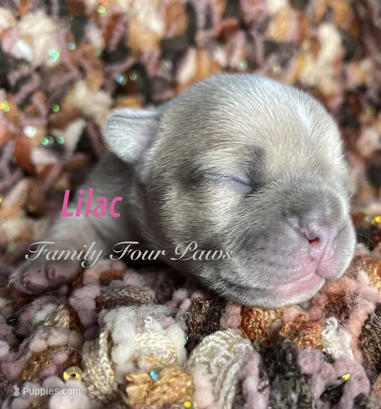 Lilac  – French Bulldog, Frenchton puppy for sale in Hoodsport, WA