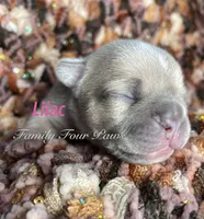 Lilac , a female French Bulldog and Frenchton for sale in Hoodsport, WA – 1 of 2
