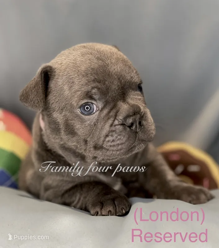 London Fog – French Bulldog, Frenchton puppy on hold in Hoodsport, WA