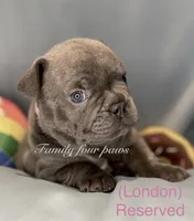 London Fog, a female French Bulldog and Frenchton for sale in Hoodsport, WA – 1 of 3