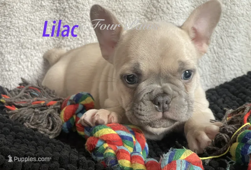 Lilac  – French Bulldog, Frenchton puppy for sale in Hoodsport, WA