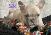 Lilac , a female French Bulldog and Frenchton for sale in Hoodsport, WA – 1 of 8