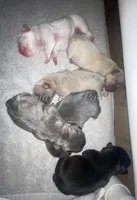 Lambchop, a male French Bulldog for sale in Hoodsport, WA – 2 of 2