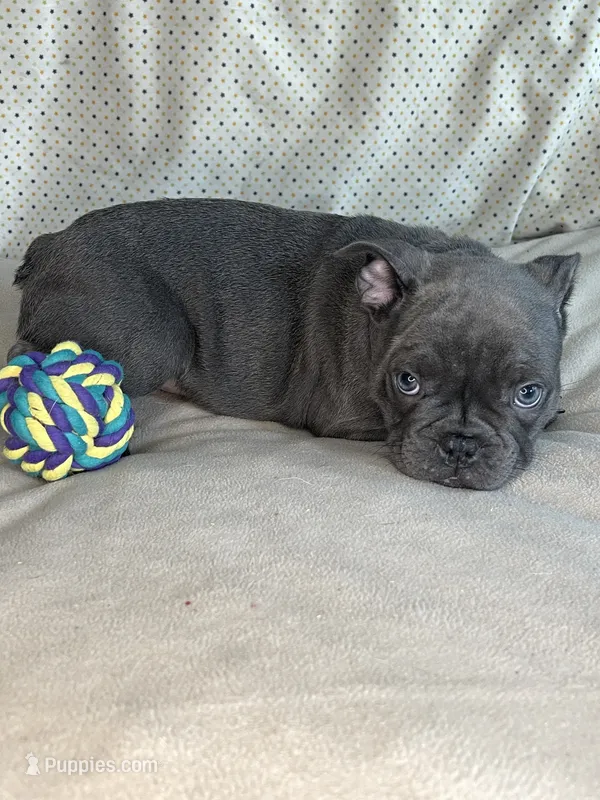 London Fog – French Bulldog, Frenchton puppy for sale in Hoodsport, WA